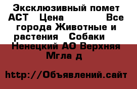 Эксклюзивный помет АСТ › Цена ­ 30 000 - Все города Животные и растения » Собаки   . Ненецкий АО,Верхняя Мгла д.